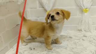 ハーフ犬の動画02
