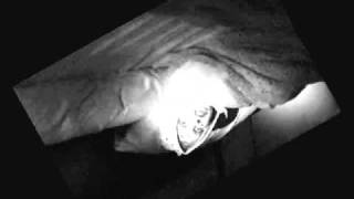 deceased 'off kilter' new track from 'surreal overdose' cd out friday may 13th