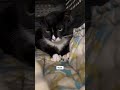 Rescuing A Sweet Tuxie