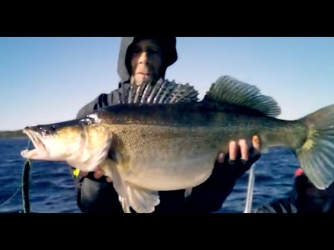 Harri nappasi jättikuhan - Kuhan kalastus