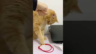 頭のいい猫#にゃんこ #子猫 #猫との暮らし #ペット動画 #癒し動物 #もふもふ猫 #かわいい猫猫の日常 #頭のいい猫