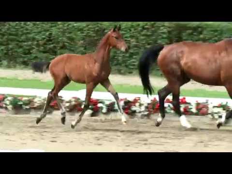 69 Freimuth Hengst v. Fürstenball - Ehrentusch