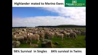 preview picture of video 'Murnong Farming Focus Genetics Wean More Lambs Presentation'