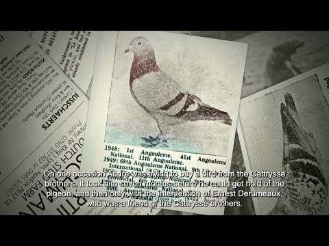 The Story of Vanbruaene Pigeons