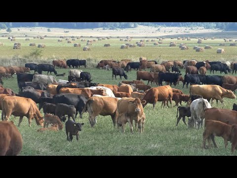 - EKO FARMA PAPIĆ NA KUPRESU JEDNA OD NAJVEĆIH U EVROPI SA RED ANGUS-om