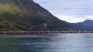 preview picture of video 'White-tailed eagle catching fish and being chased by seagulls in Northern Norway'