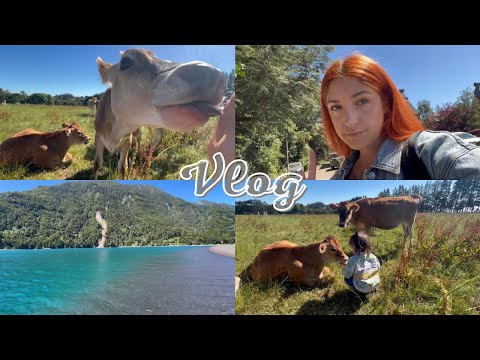 Mi pupu ALIMENTO y acaricio a una VACA 🐮 fundo Playa venado + lago de todos los santos - Vlog