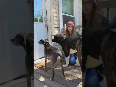 YouTube video about: How to preserve a lock of dog hair?