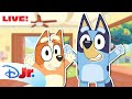 LIVE 24 HOURS Bluey Full Episodes NEW Episodes Onesies Double Babysitter More Disneyjr