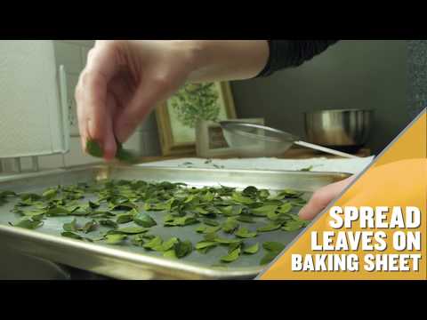 How To Make Yaupon Tea At Home