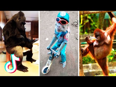Les vidéos de singes les plus drôle partie 2 | elles vous feront rire à nouveau