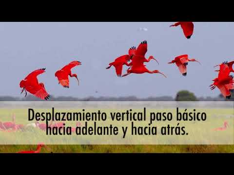 Enseñanza Baile pasaje y joropo