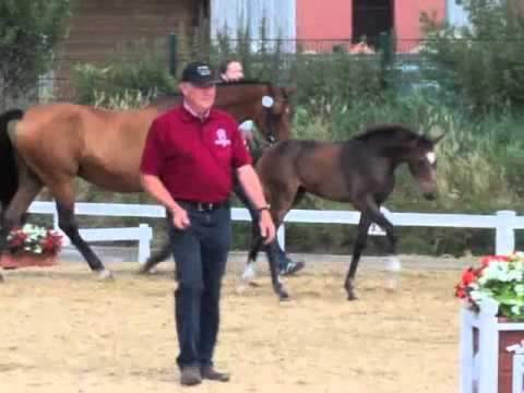 Winner of the Holsteiner Foal Championship NF 2013: Premium Filly by Uriko x Carpaccio (*2013)