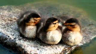 George Hamilton IV                CLEMENTINE