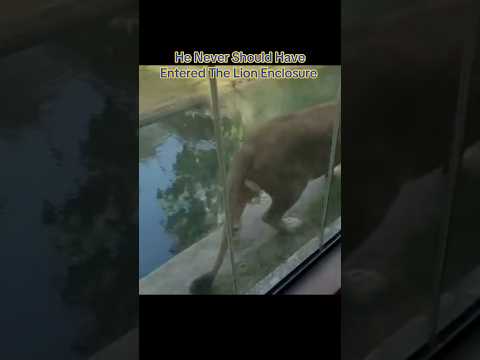 He Never Should Have Entered The Lion Enclosure ☠️ #interesting