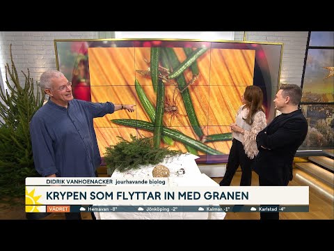 Det här är krypen som gömmer sig i julgranen | Nyhetsmorgon | TV4 & TV4 Play