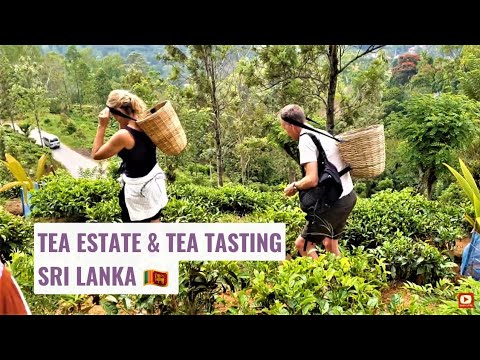 Degustação de chá e passeio pela propriedade de chá | Ella | Sri Lanka 🇱🇰