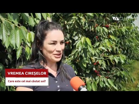A venit vremea cireșelor - care este cel mai căutat soi de pe piață?