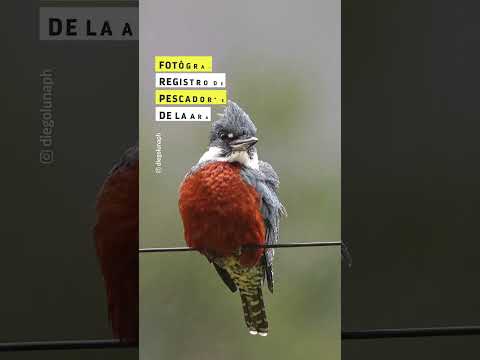 Fotógrafo logra registro de un 