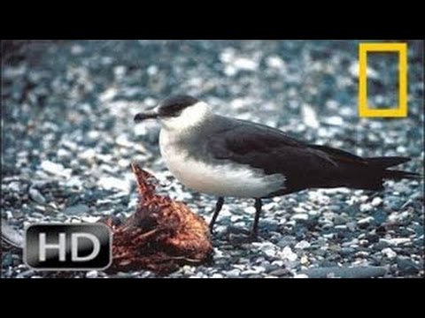 National Geographic Wild 2015 Saving Our Seabirds | Animals Attack Willdife Documentary