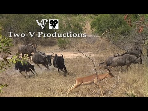 Blue Wildebeest and Impala rams, interaction at Kwaggaspan in the Kruger National Park.