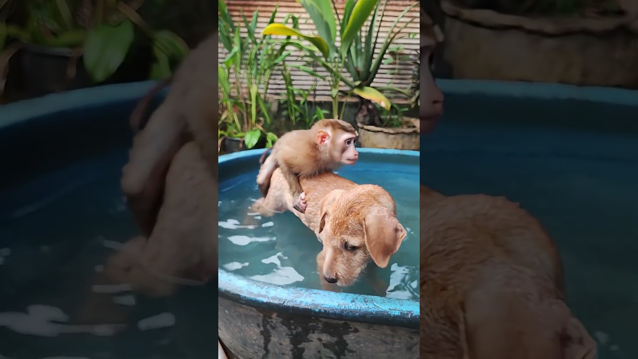 They are always close to each other. #animallife #animals #monkey #dog #cat