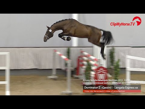 Hengst v.  Dominator Z -  Cassini I - Langata Express xx