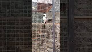 Download lagu JALAK HONGKONG GACOR KERAS mp3