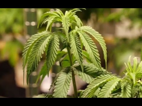 Virginia lawmakers legalize marijuana