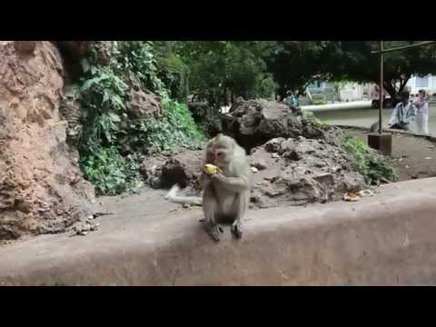 Monkey Island In Thailand | Germanizing Retro Vlogs | 61