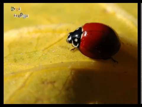 Bankai - Brak kropek