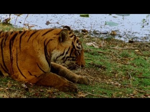 Tiger fights with her mother to become queen - Natural World: Queen of Tigers - BBC