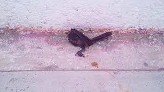 ¨LASANÉ. ANÉCDOTA SEGUNDA.¨