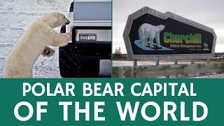 Polar Bear Capital of the World Open for Tourists – Churchill, Canada