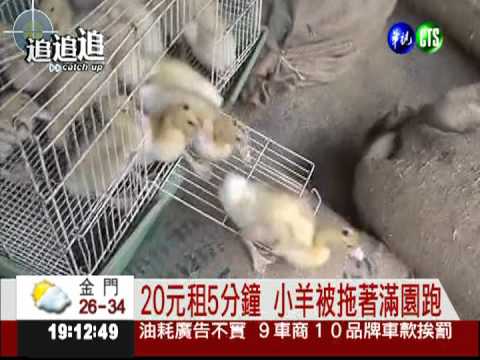 攬客耍噱頭! 牧場出租小鴨當玩具