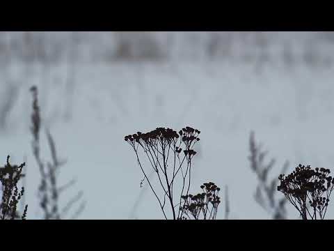 Pentacon auto 135mm f2 8 +1300D silent review