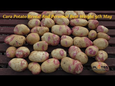 download lagu mp3 mp4 Cara Potatoes Uses, download lagu Cara Potatoes Uses gratis, unduh video klip Cara Potatoes Uses