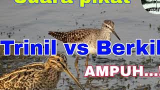 Download lagu Suara pikat campuran burung Berkik dan trinil di jamin Mantap. mp3