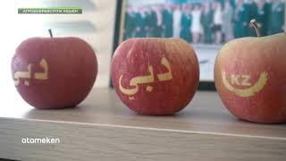 Қарқынды бақша шаруашылығы