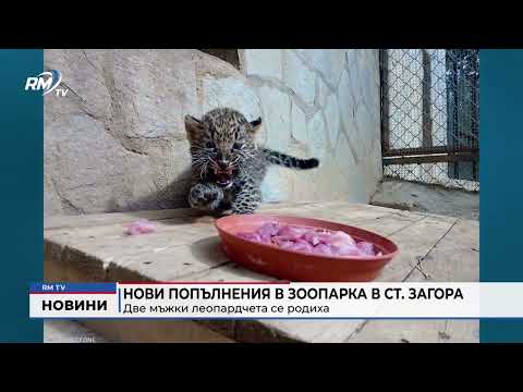 Нови попълнения в зоопарка в Ст. Загора: Две мъжки леопардчета се родиха