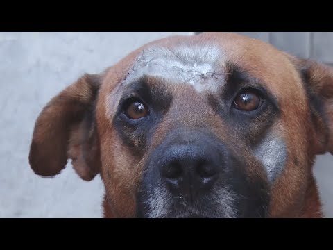 Cachorro é esfaqueado por vizinho