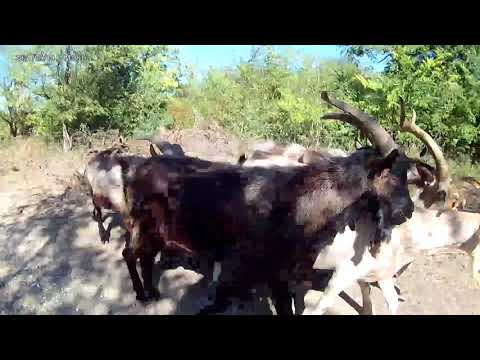 Introducing Goats to an Established Herd