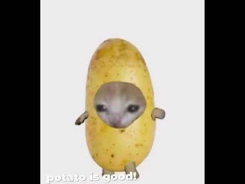 EATING EATING EVERYNIGHT!!#aesthetic #cute #cat #trend