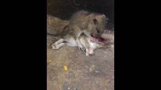 zombie rats eat each other In NYC subway