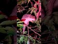 Possum Time Nature Rainforrest Animals Wildanimals Australia Wildlife Cairns