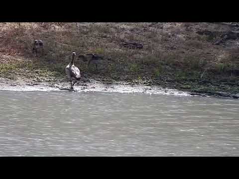 Djuma: Egyptian Goose family - 08:54 - 01/26/2023