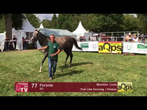 Show AQPS Lion 2017 : Lot 77 - Feronie