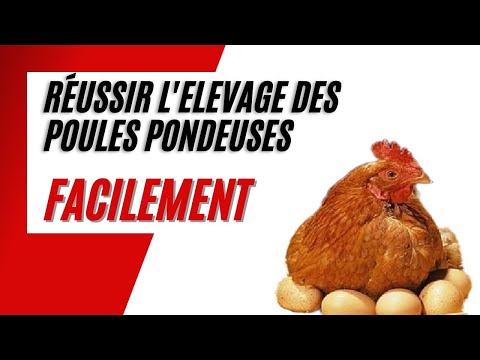 , title : 'Comment Bien Débuter l'Elevage des Poules Pondeuses en 5 Etapes'