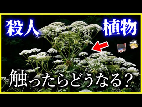 カナダの植物リスト Dについて詳しく解説