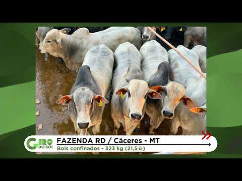 MATO GROSSO: BOIADA DE 0 E 2 DENTES ALCANÇA MÉDIA DE 21,5 ARROBAS EM CÁCERES; CONFIRA